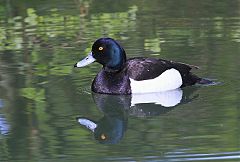 Tufted Duck